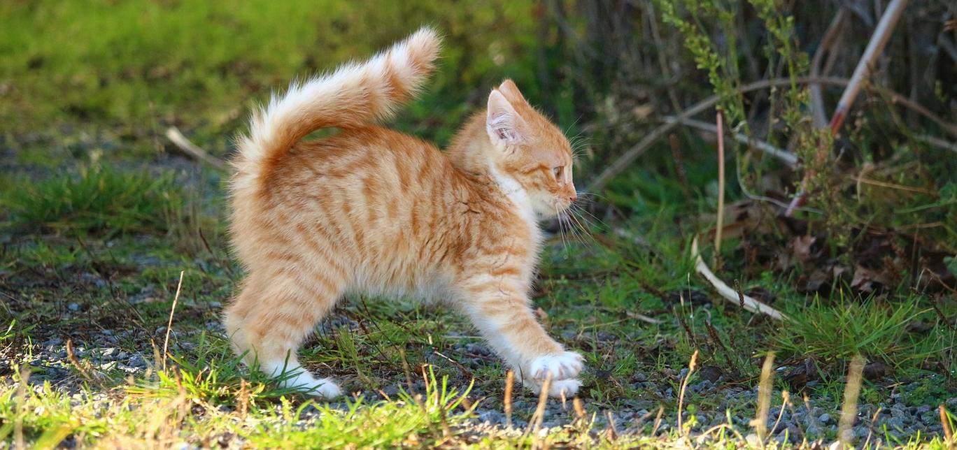 Perché i gatti hanno paura dei cetrioli? La spiegazione è sorprendente!