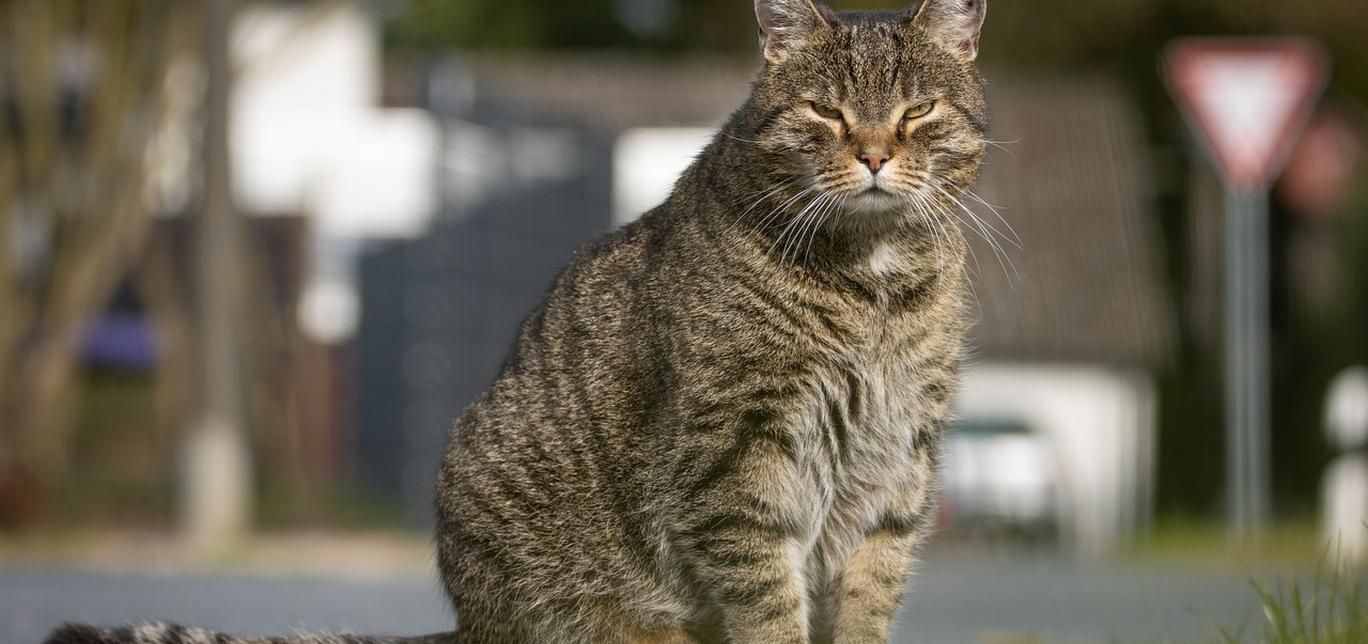 Perché il tuo gatto ti segue in bagno? La risposta è adorabile!