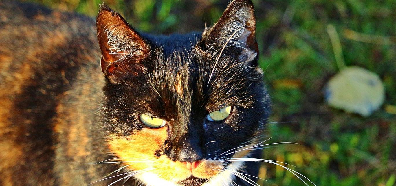 Chi è più intelligente, il cane o il gatto? Il gatto.