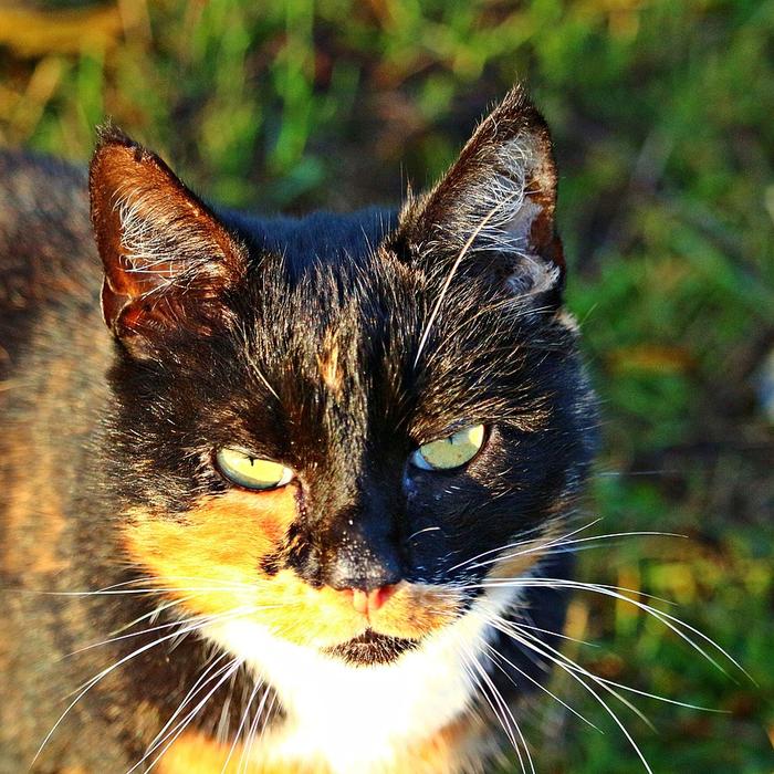 Chi è più intelligente, il cane o il gatto? Il gatto.