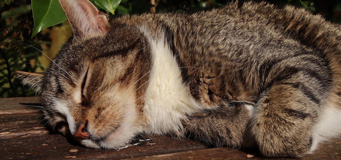 I gatti riconoscono il loro proprietario?