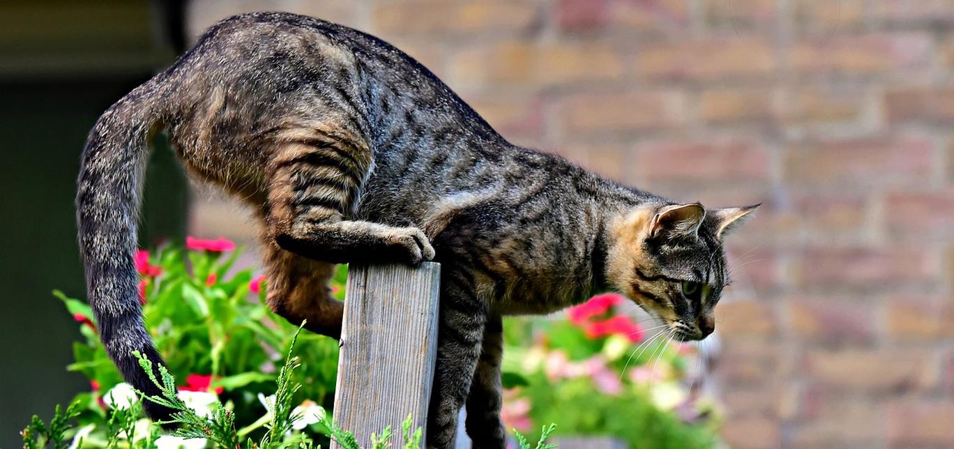 Il mio gatto se mi vede rizza la coda e la fa vibrare. Che vuol dire nel linguaggio dei gatti?