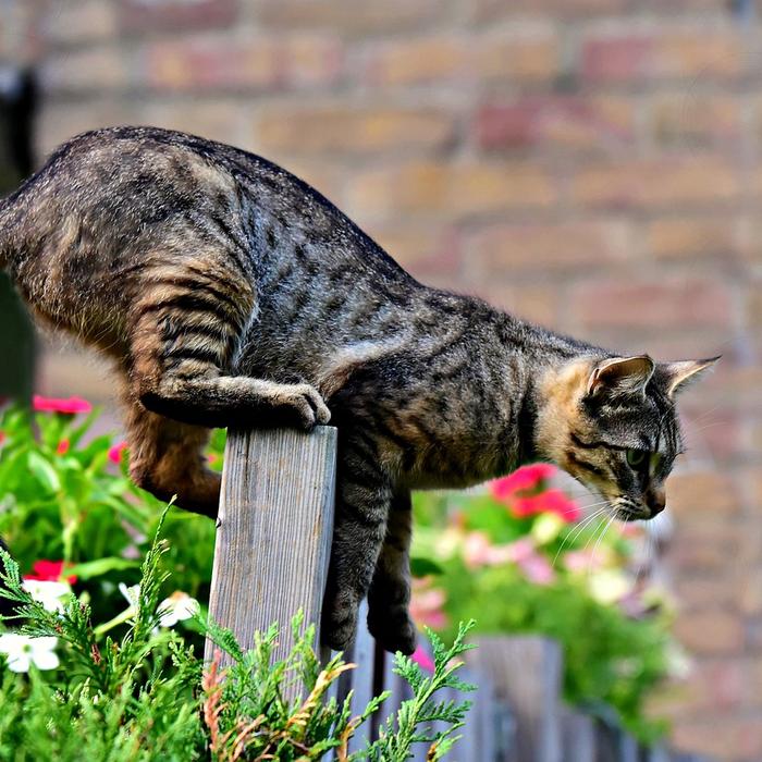 Il mio gatto se mi vede rizza la coda e la fa vibrare. Che vuol dire nel linguaggio dei gatti?