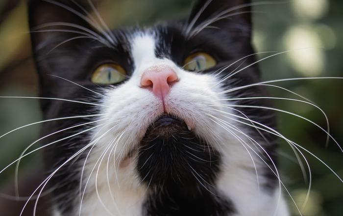 In cosa è diverso un gatto selvatico da un gatto domestico?