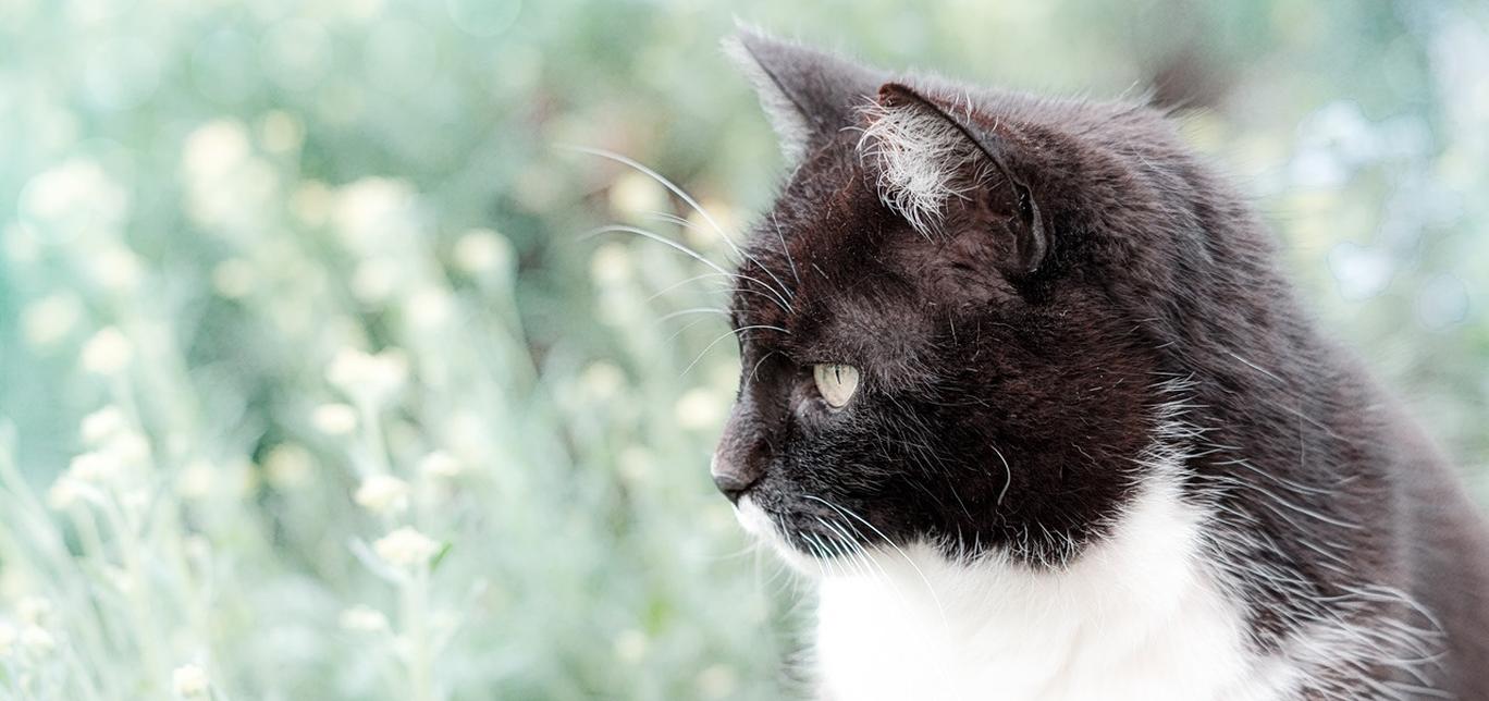 Perché ai gatti piace far cadere le cose?