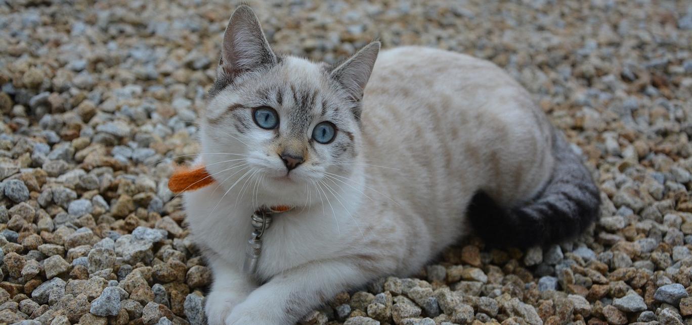 Perché i gatti cadono sempre in piedi?