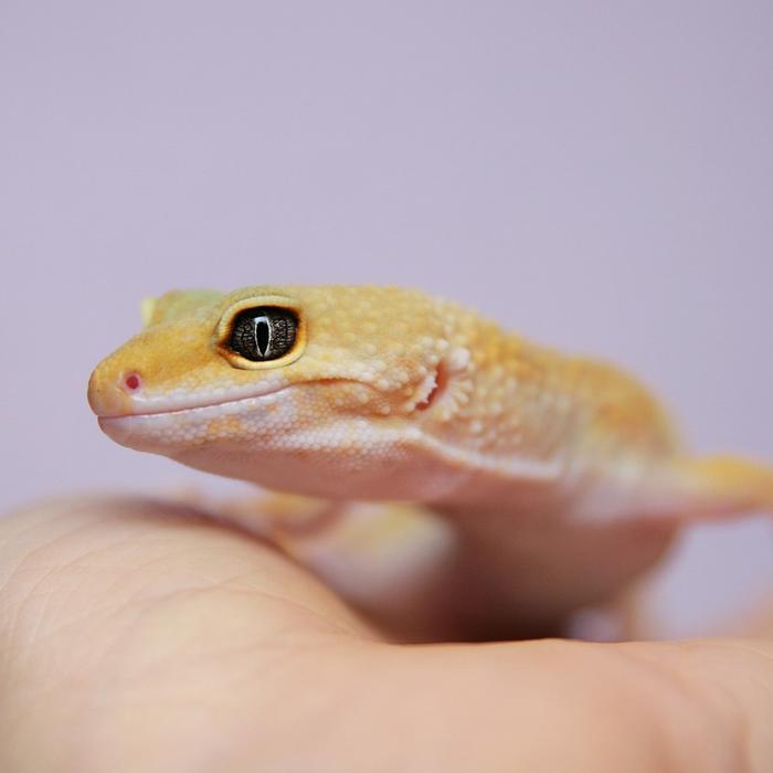 Scheda di allevamento - Gecko Leopardino - Eublepharis macularius