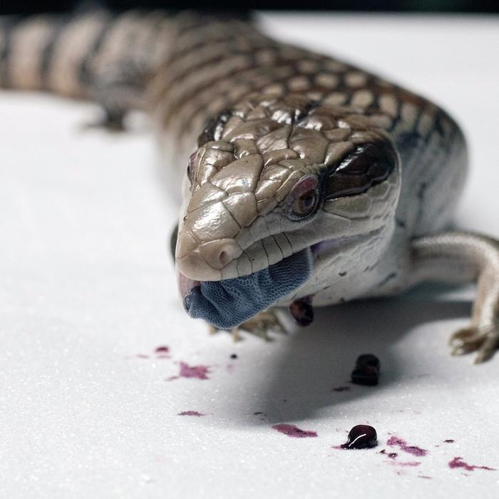 Scheda di allevamento - Scinchi dalla lingua blu - Tiliqua