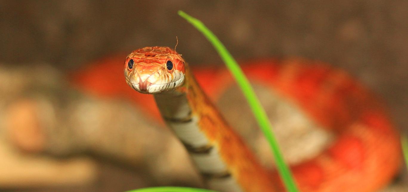 Scheda di allevamento - Serpente del grano - Pantherophis guttatus