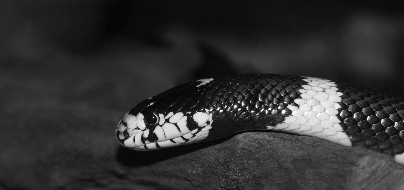 Scheda di allevamento - Serpente Reale - Lampropeltis californiae