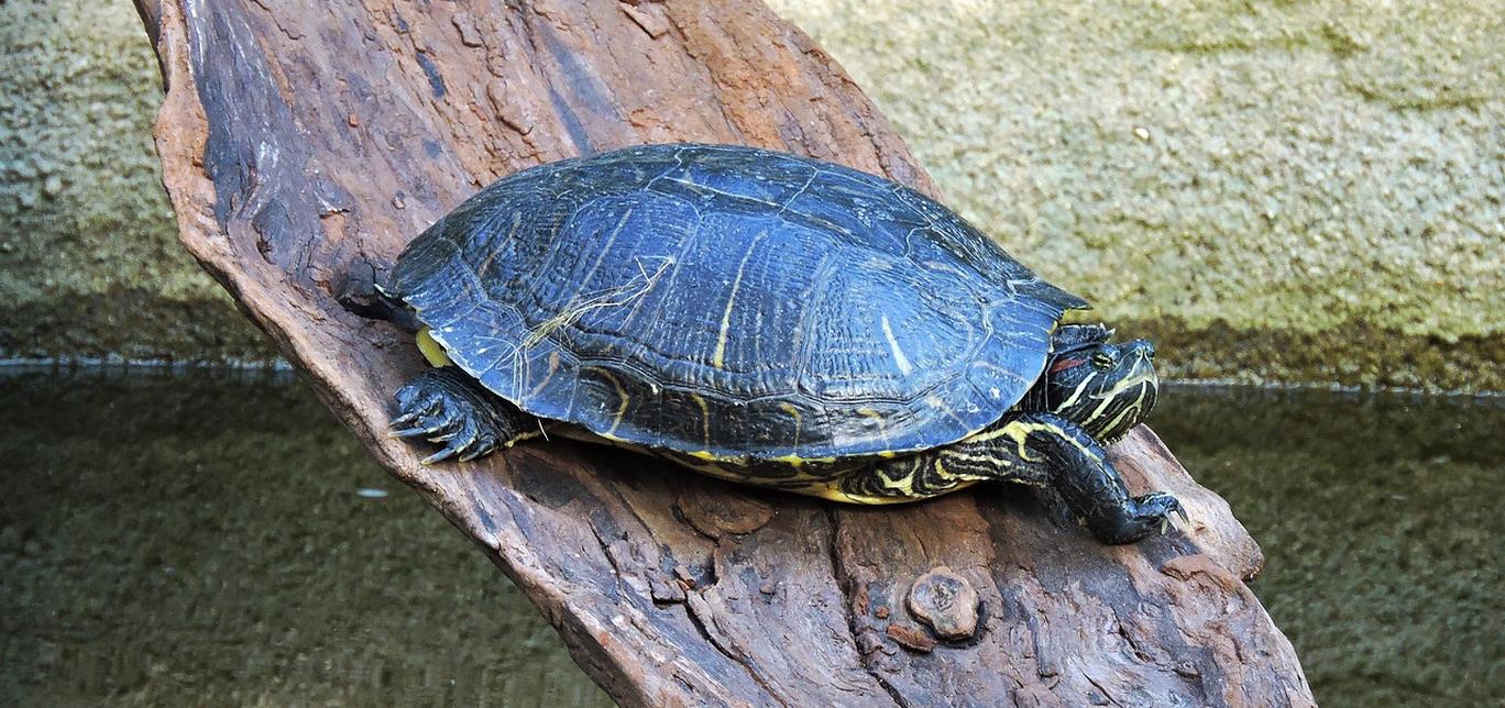 Scheda di allevamento - Tartaruga Chrysemys picta