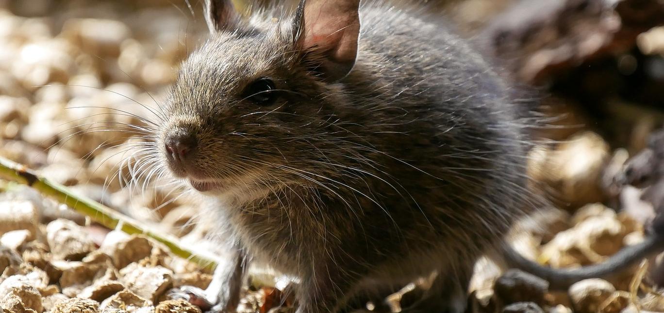 Come prendersi cura di un Degu