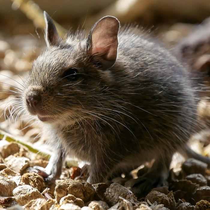 Come prendersi cura di un Degu