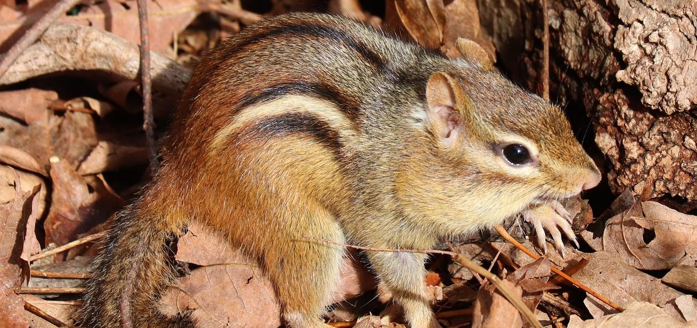 Come prendersi cura di uno Scoiattolo giapponese (Tamias sibiricus)