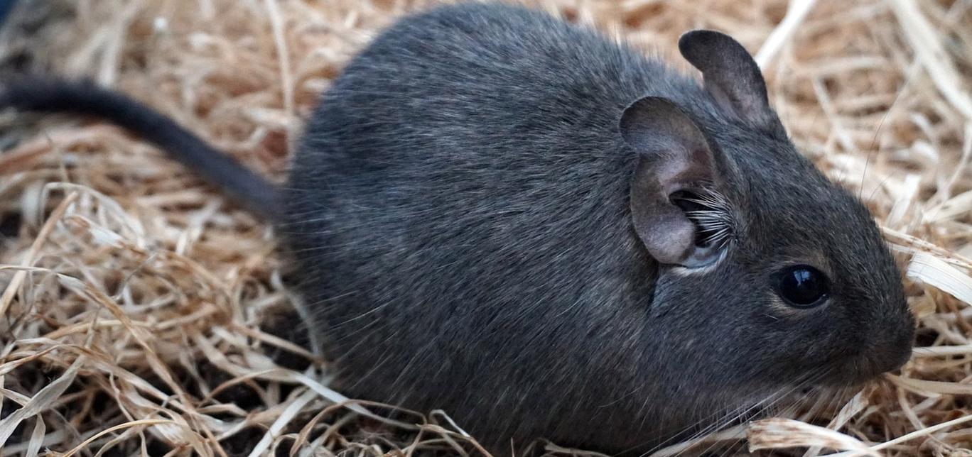 Scheda di allevamento: Degu