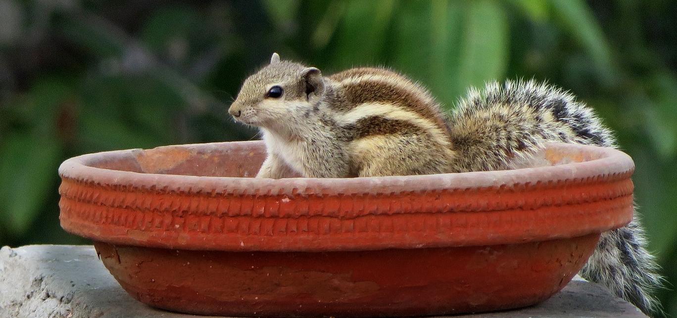 Scheda di allevamento: Scoiattolo giapponese (Tamias sibiricus)