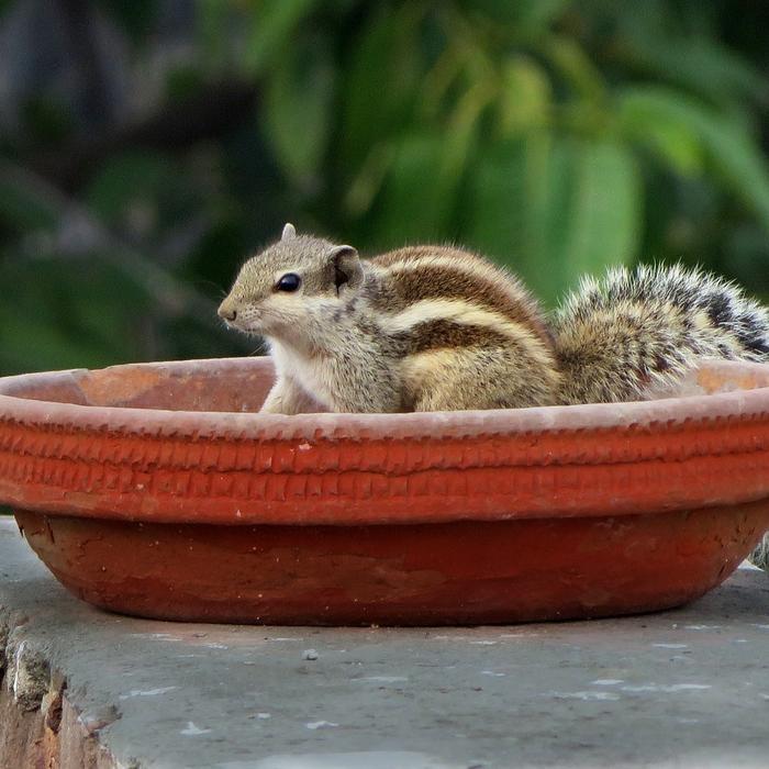 Scheda di allevamento: Scoiattolo giapponese (Tamias sibiricus)